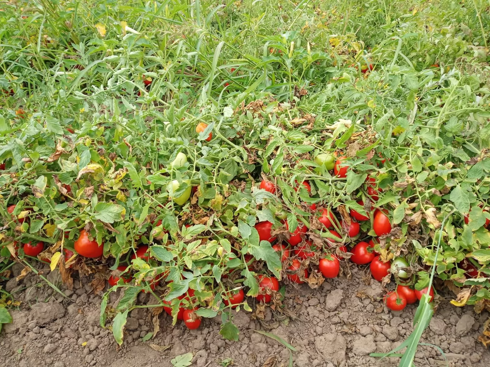 Tomatoes