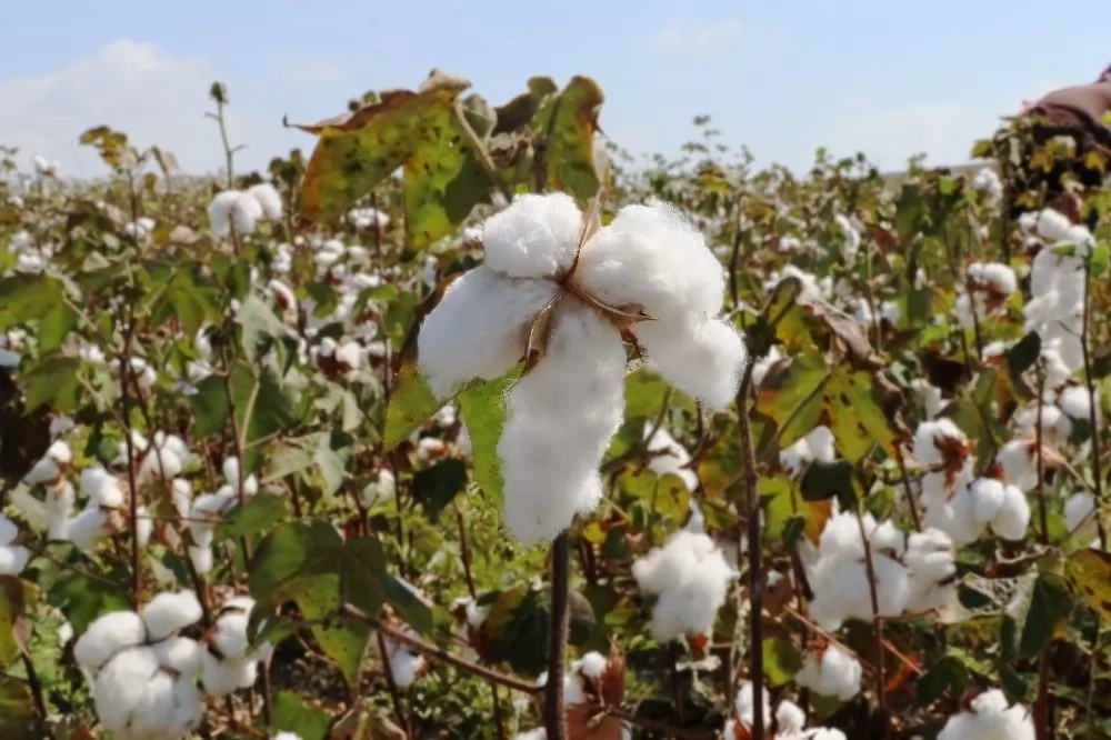 Cotton