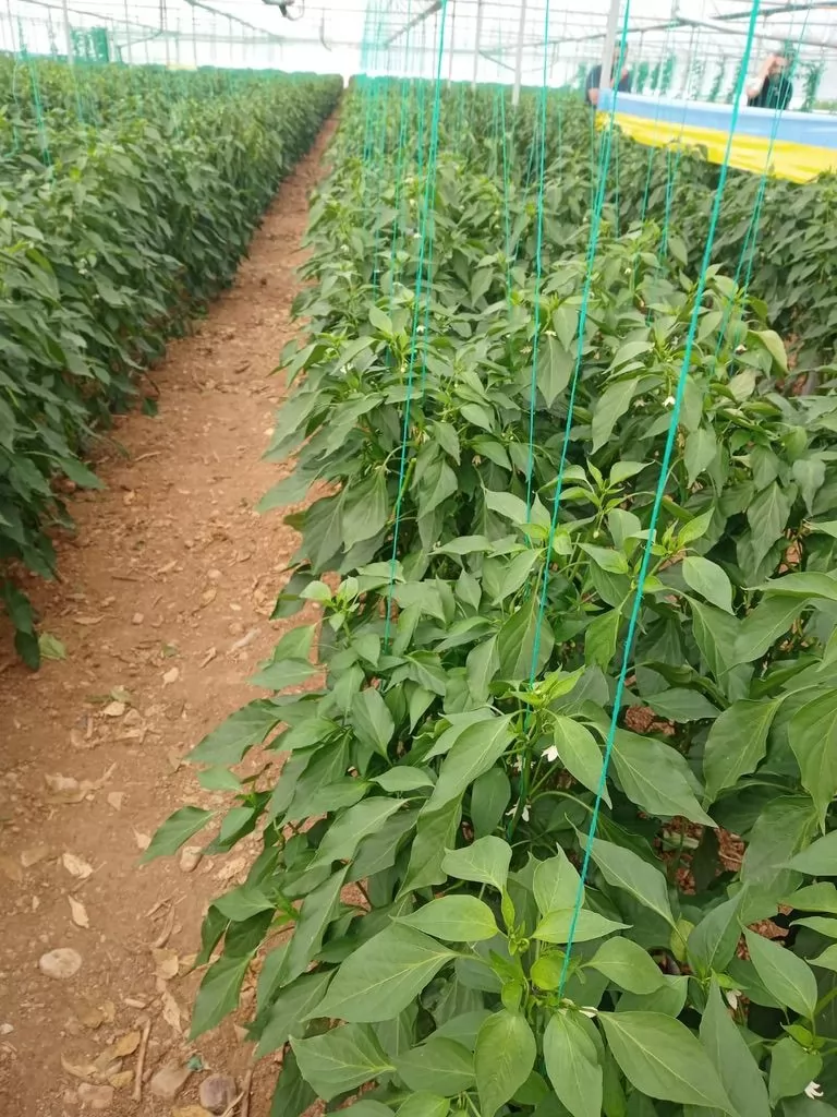 Greenhouse Vegetables