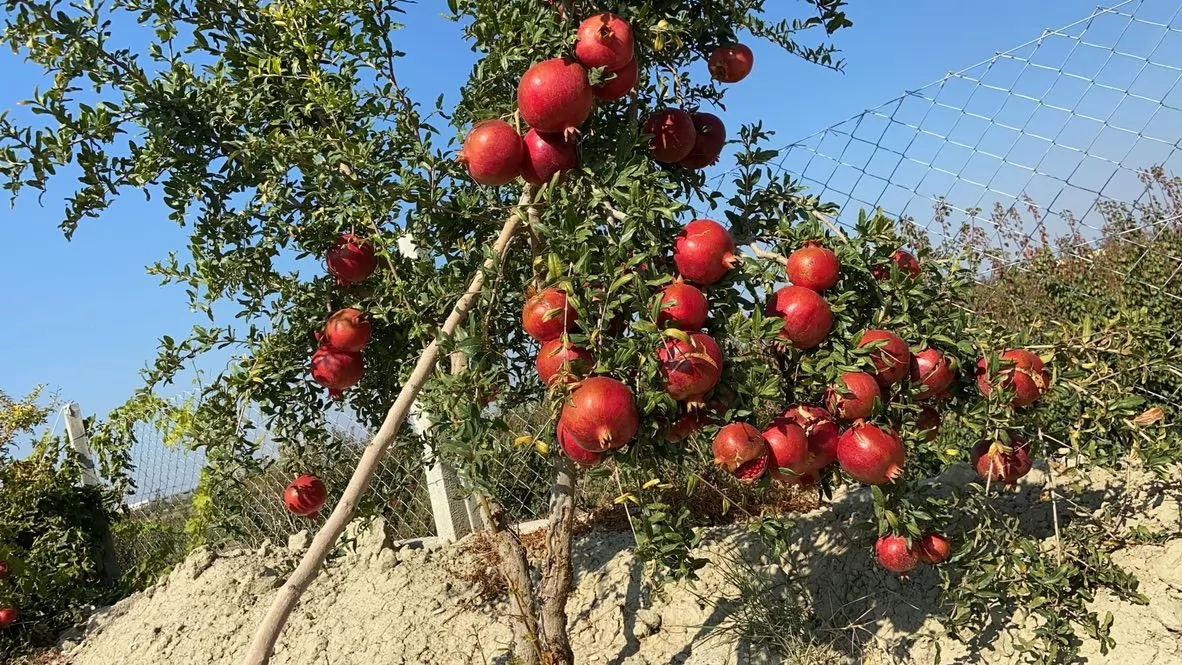 Various Fruits